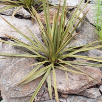 Aciphylla aurea 